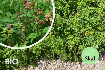 Bio-Pimpernel – Sanguisorba Minor