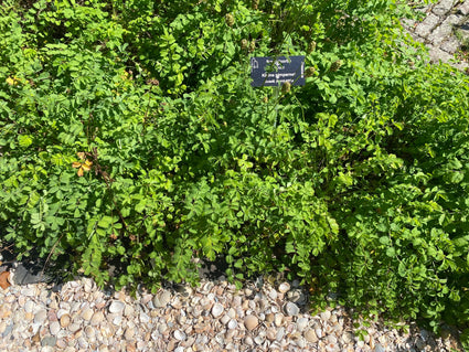 Bio-Pimpernel – Sanguisorba Minor