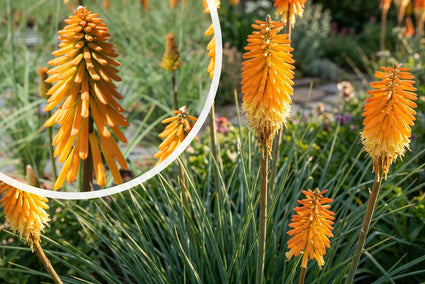 Feuerwerk - Kniphofia 'Orange Vanilla Popsicle'