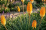 Feuerwerk - Kniphofia 'Orange Vanilla Popsicle'