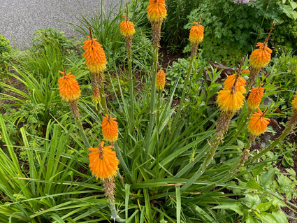 Feuerpfeil - Kniphofia uvaria 'Grandiflora'