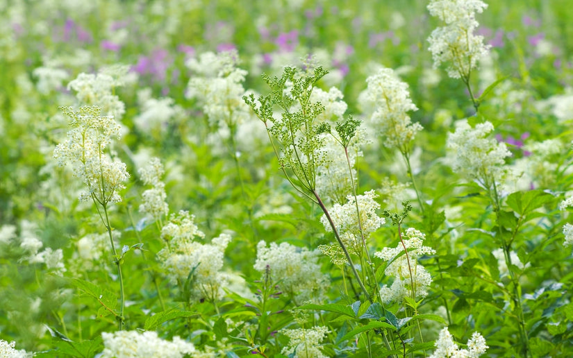 Spirea - Filipendula vulgaris