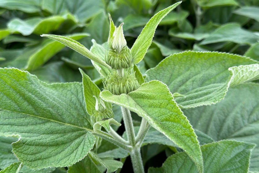 Weidenröschen - Phlomis russeliana