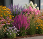 Knopige slangenwortel - Liatris spicata in border met Echinacea (rode zonnehoed)

Agastache (dropplant)

Scabiosa (duifkruid)

Phlox (vlambloem)

Rudbeckia (gele zonnehoed)

Halfhoge siergrassen zoals Lampenpoetsersgras 'Pennisetum'