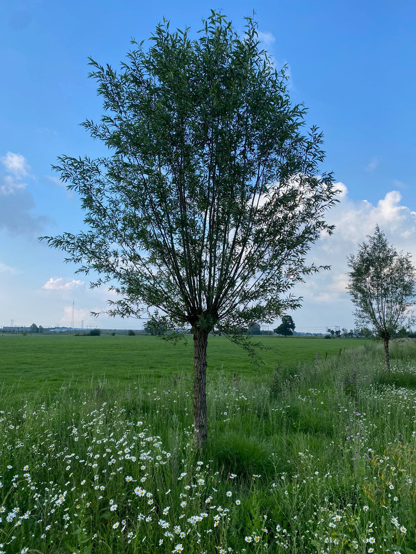 Weiße Weide - Salix Alba Kopfweide am Stamm