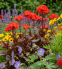 Wiesenschaumkraut - Lychnis x arkwrightii 'Vesuvius'