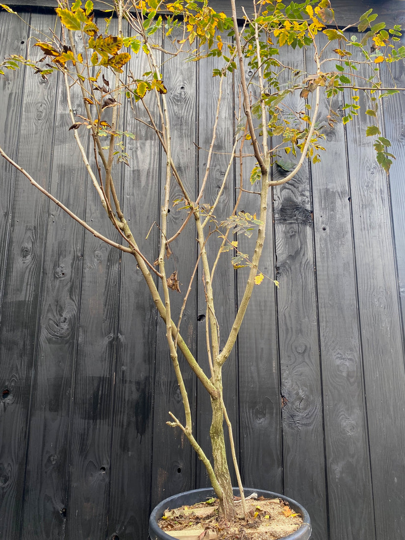 koelreuteria paniculata meerstammige boom 175-200 cm in de herfst