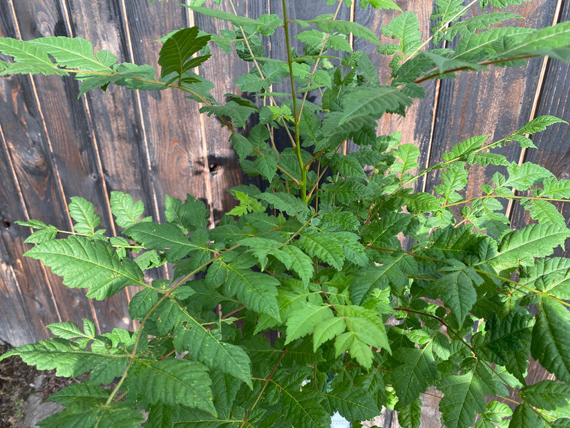 koelreuteria paniculata blad