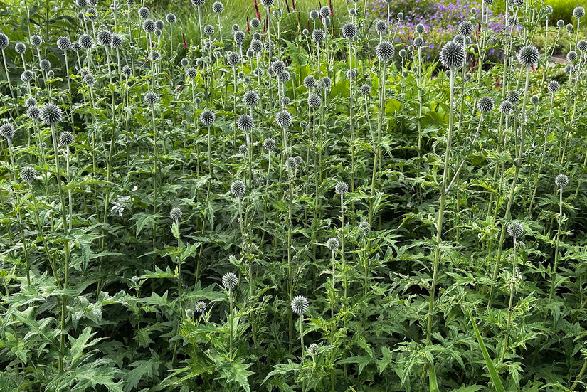 Kugeldistel - Echinops ritro