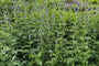 Kugeldistel - Echinops ritro