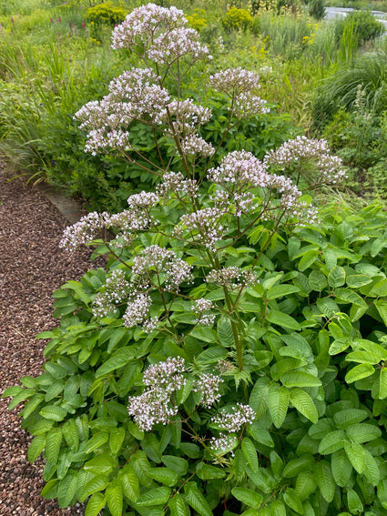 Leberblümchen / Königinnenkraut - Eupatorium cannabinum