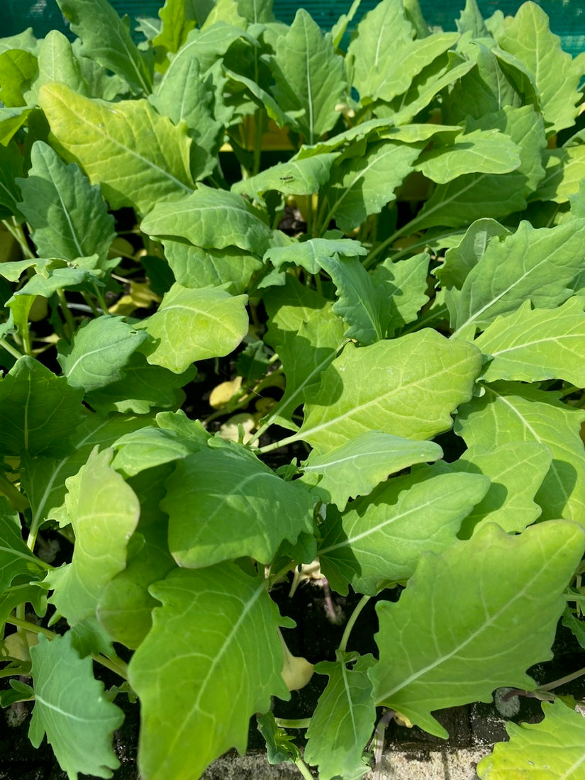 Kohlrabi - Brassica oleracea acephala gongylodes