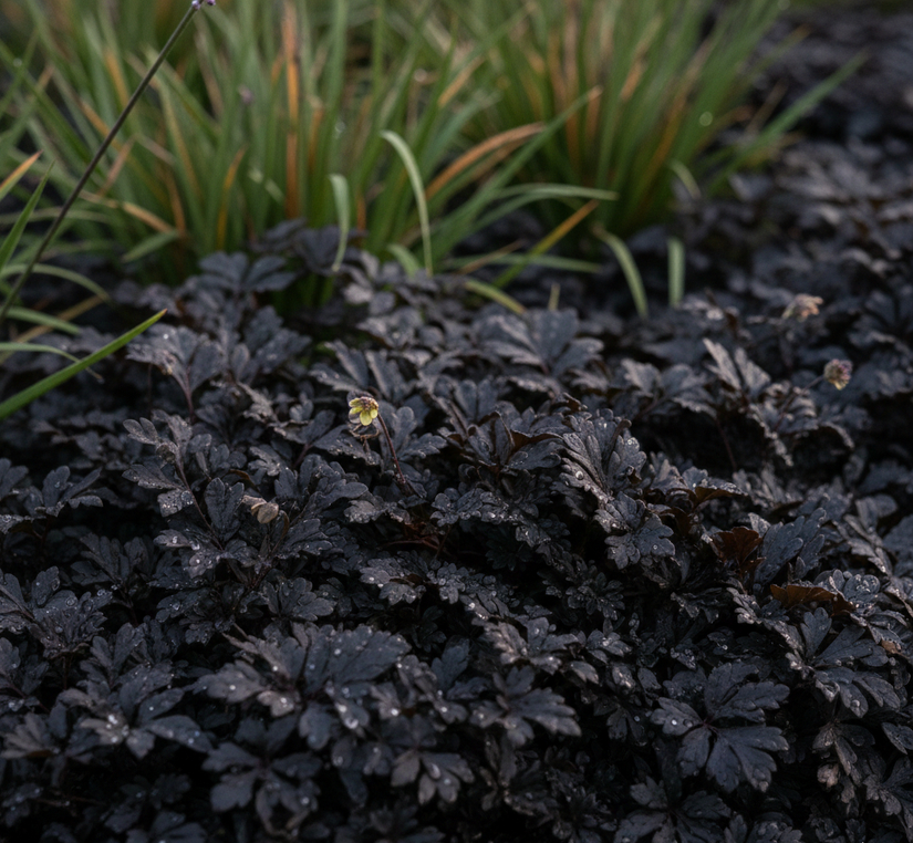 Kupferknopf (dunkelviolettes/grünes Blatt) - Leptinella squalida 'Platt's Black' (auch pro m2)