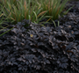 Kupferknopf (dunkelviolettes/grünes Blatt) - Leptinella squalida 'Platt's Black' (auch pro m2)