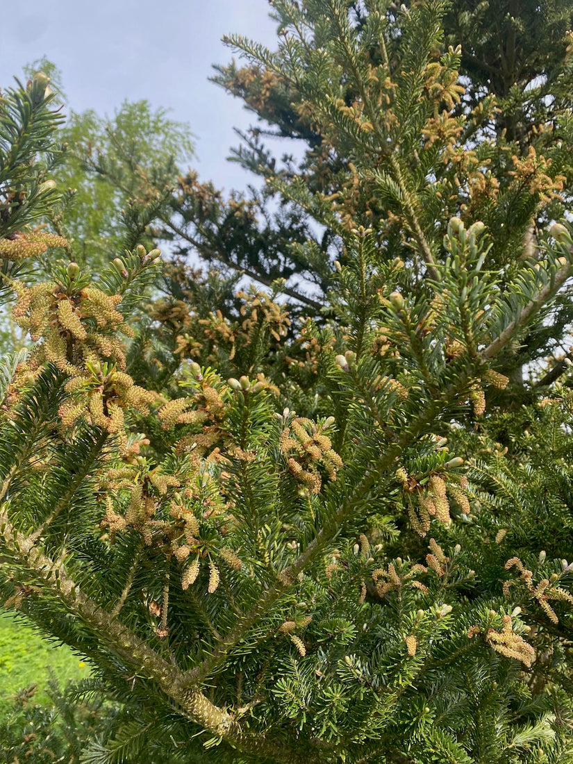 Echter Weihnachtsbaum - Koreanische Tanne - Abies koreana im Topf