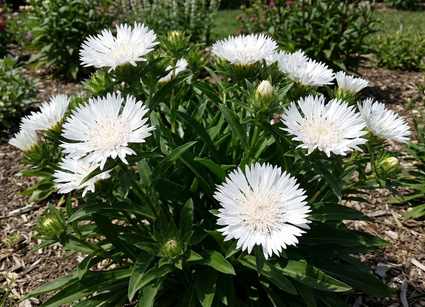 Kornblumenaster - Stokesia laevis 'Alba'