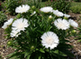 Kornblumenaster - Stokesia laevis 'Alba'