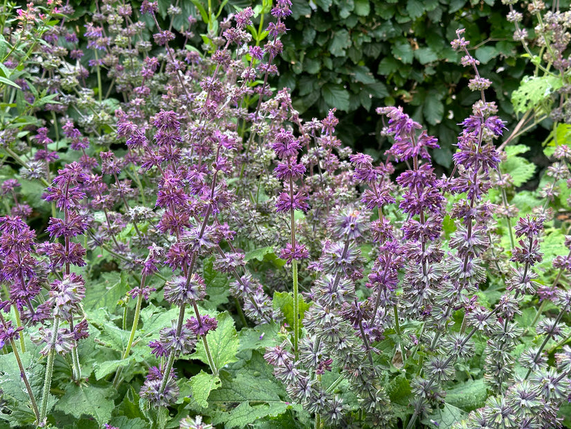 Kranzsalbei - Salvia verticillata 'Purple Rain'