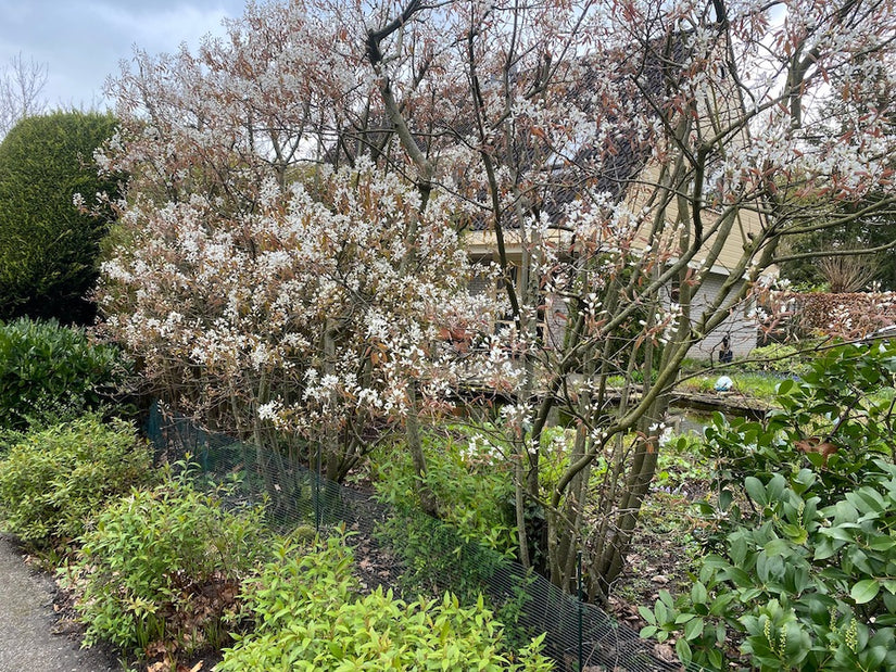 Amerikanische Elsbeere - Amelanchier lamarckii