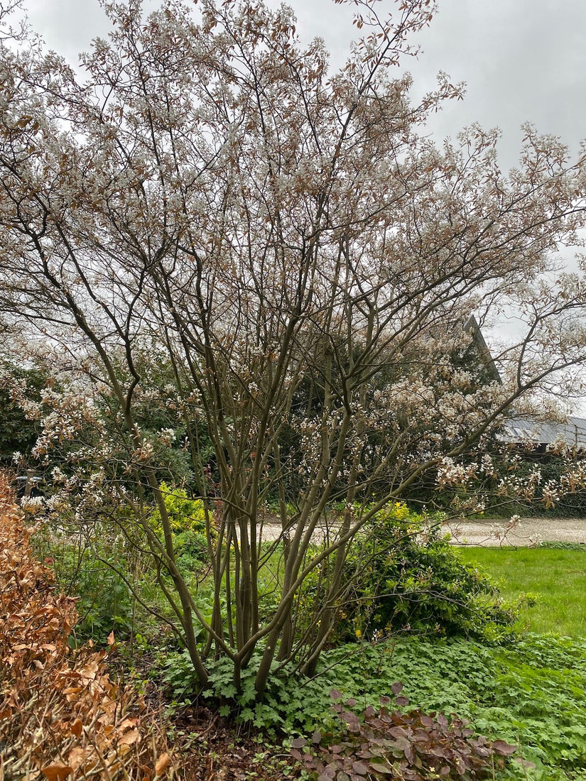 Amerikanische Elsbeere - Amelanchier lamarckii