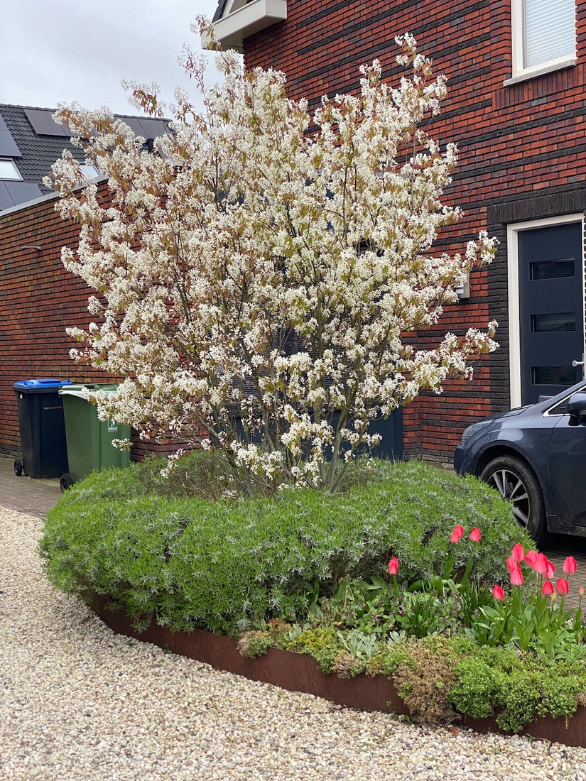 Amerikanische Elsbeere - Amelanchier lamarckii