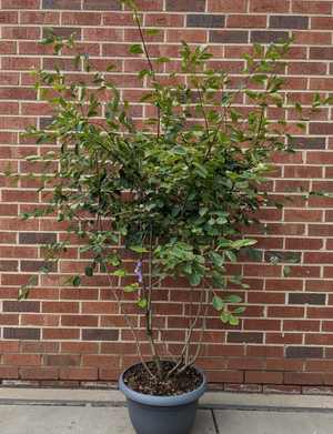 Solitär, schalenförmig