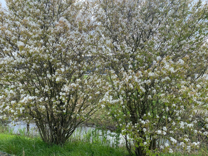 Amerikanische Elsbeere - Amelanchier lamarckii