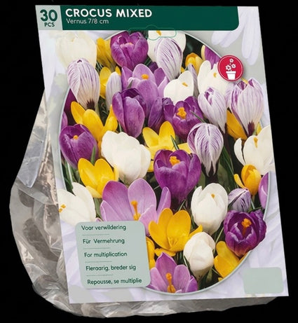 Großblumige Krokus Blumenzwiebeln 90 Stück - Krokus Mischfarben