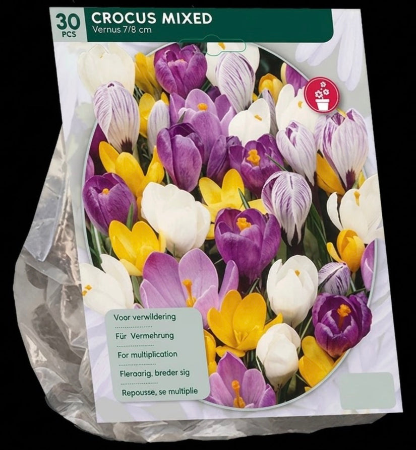 Großblumige Krokus Blumenzwiebeln 90 Stück - Krokus Mischfarben