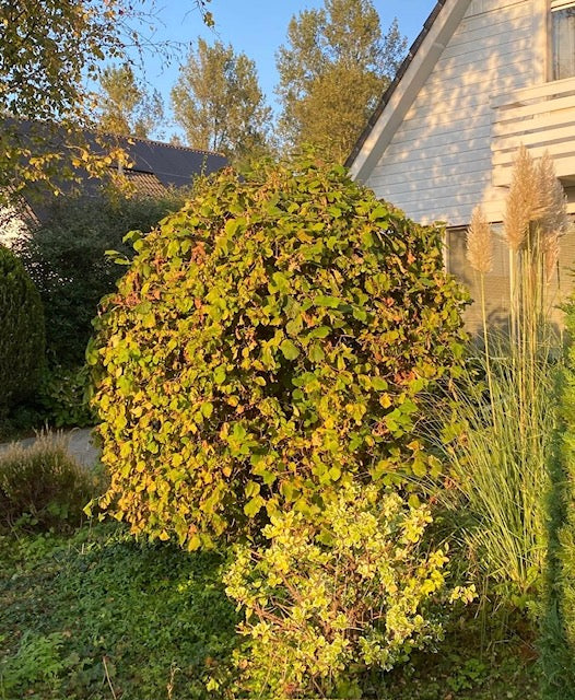 Krause Hasel - Corylus avellana 'Contorta'