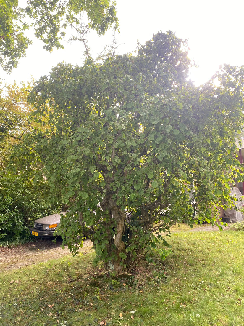 Krause Hasel - Corylus avellana 'Contorta'