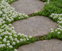 Kriechender Thymian 'Weiß' - Thymus praecox 'Albiflorus' (auch pro m2)