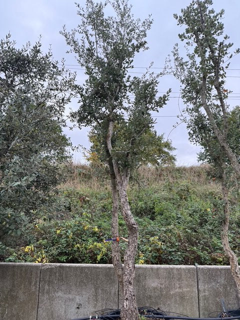 Korkeiche - Quercus Suber - Mehrstämmig oder Hochstamm