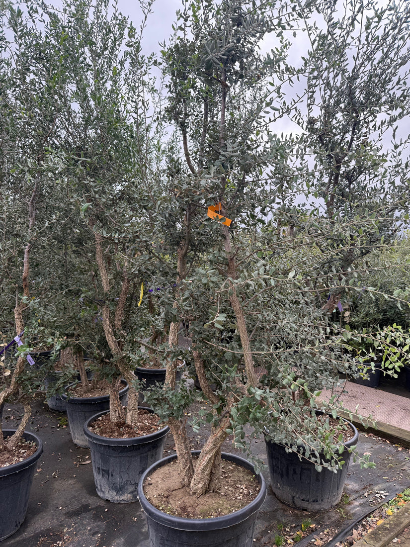 kurkeik meerstammig c130 pot ca 250 cm