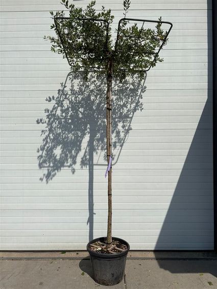 Korkeiche - Quercus Suber