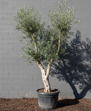 Hochstamm, Stammumfang 12-14 cm