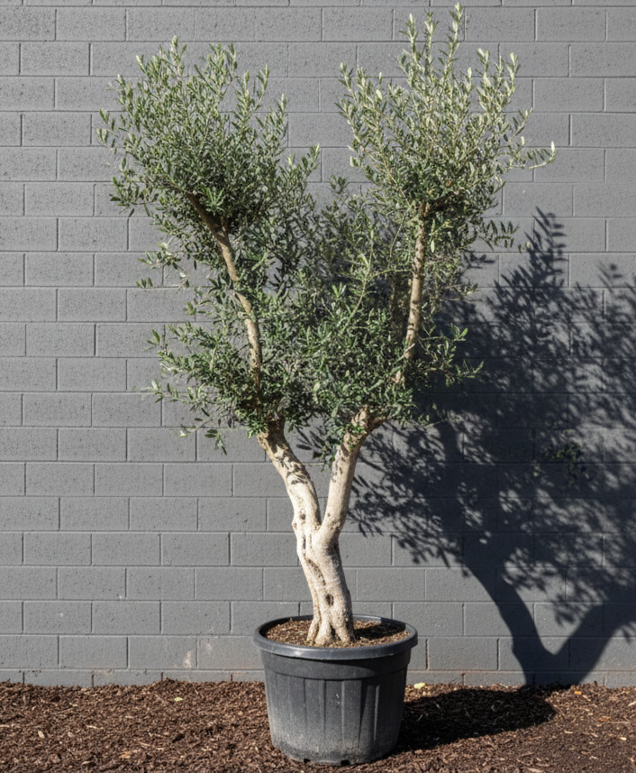 Mehrstämmige Korkeiche (Quercus suber)