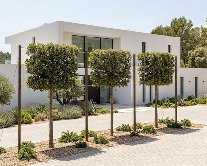 Mehrstämmige Korkeiche (Quercus suber)