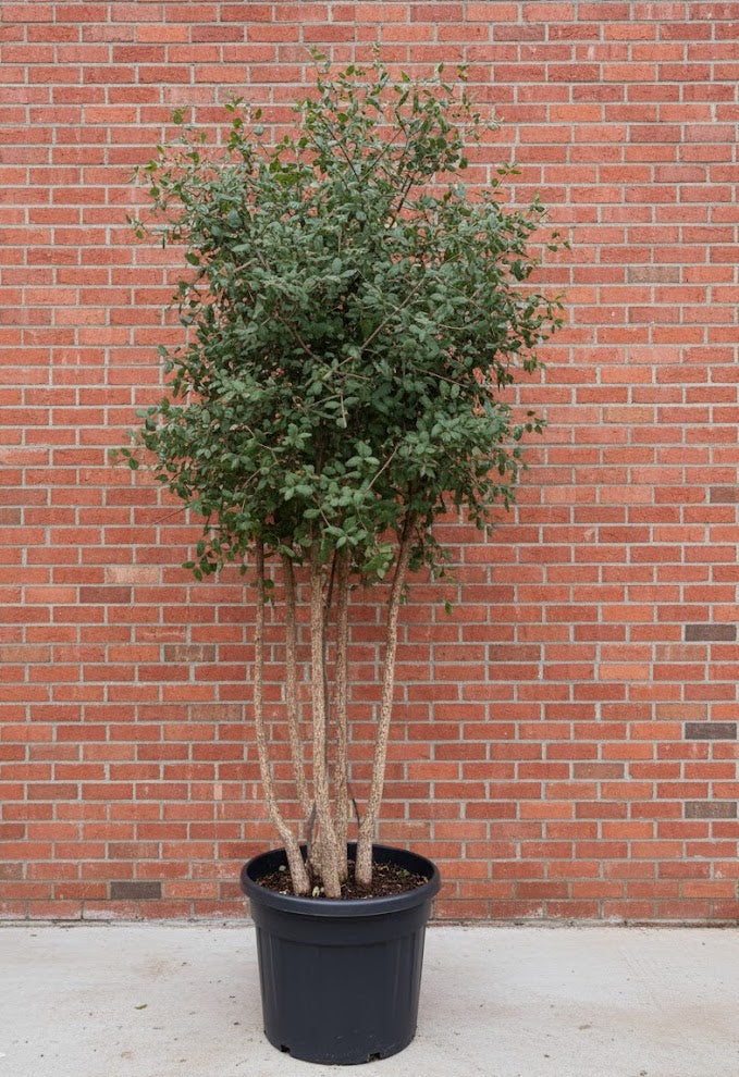 Korkeiche - Quercus Suber - Mehrstämmig oder Hochstamm