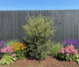 Quercus Suber struik-vorm 175-200 cm potmaat C65