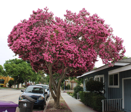 Indischer Flieder - Lagerstroemia indica