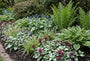 Gefleckte Taubnessel - Lamium maculatum 'Beacon Silver'