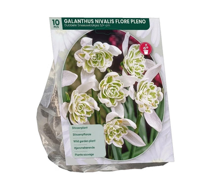 Schneeglöckchen Blumenzwiebeln 30 Stück (Langblühende Sorte) - Galanthus nivalis Flore Pleno
