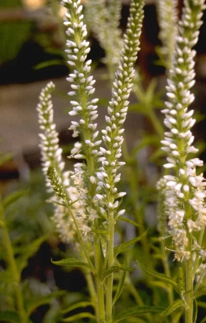 Bio-Ehrenpreis – Veronica longif. 'Schneeriesin'