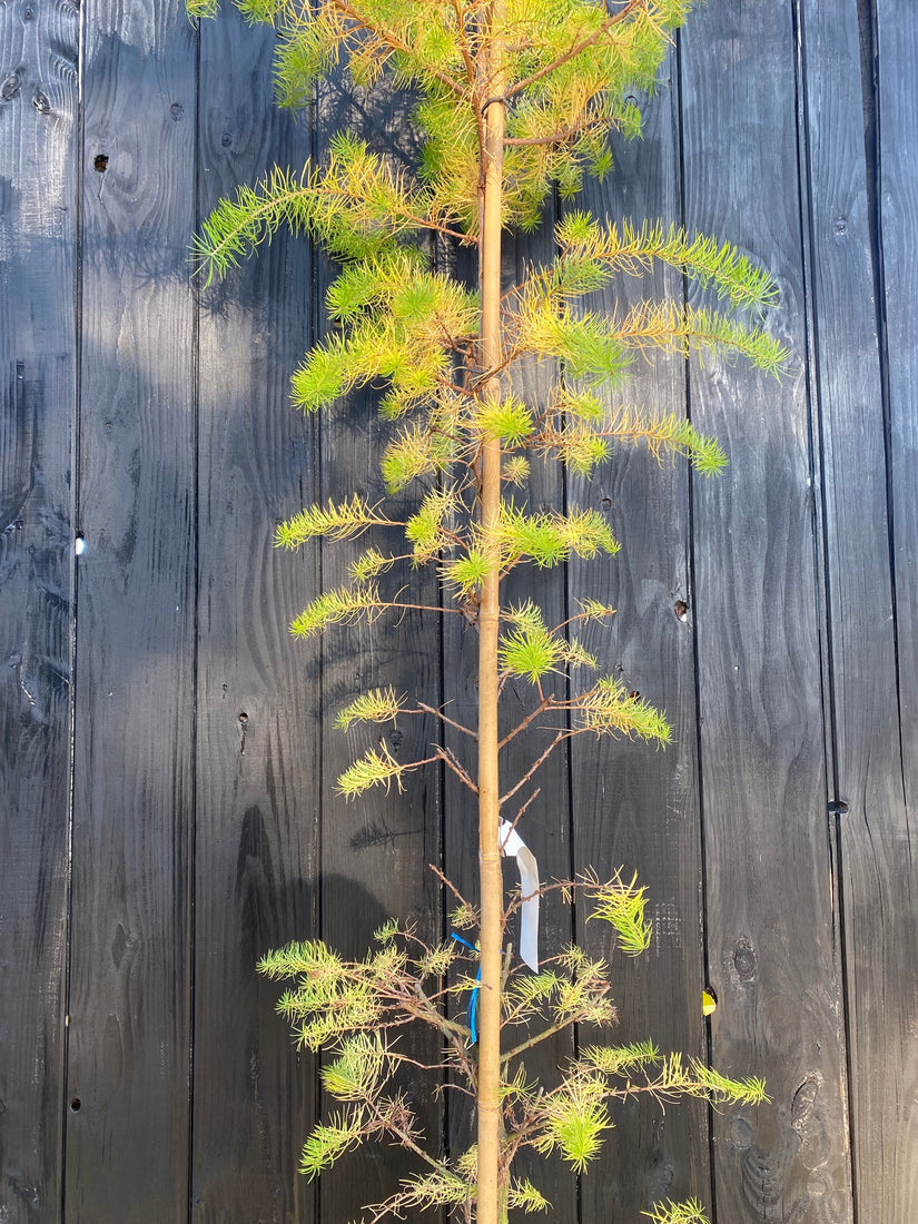 Europäische Lärche / Lärche - Larix decidua