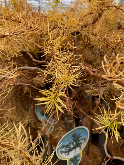 Japanische Lärche - Larix kaempferi 'Diana'