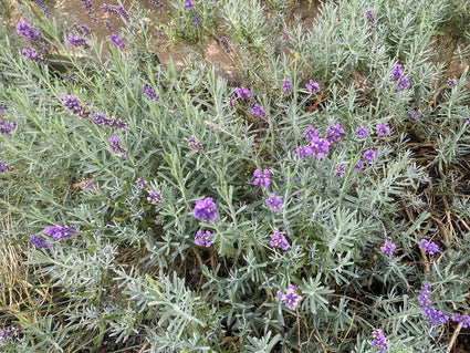Bio Lavendel Blau - Lavandula Dwarf Blue