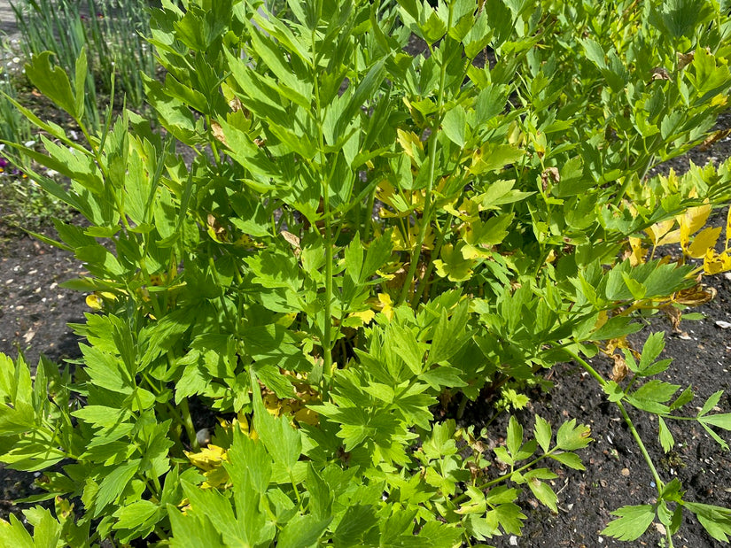 Liebstöckel - Levisticum officinale (Maggiplant)