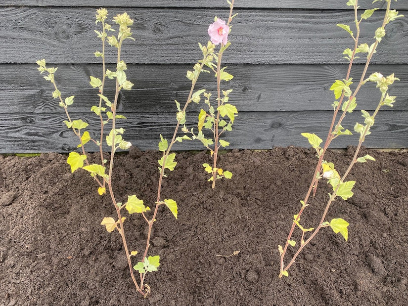 Strauchmalve - Lavatera 'Barnsley'