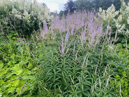 Schwarzer Ehrenpreis - Veronicastrum virginicum 'Lavendelturm'